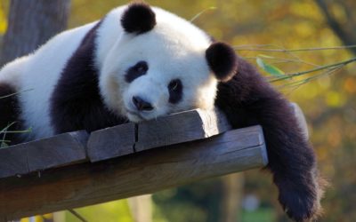 L’incroyable histoire du panda, par Xabs
