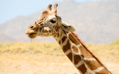 Une girafe dans le désert, par Jean-Pierre