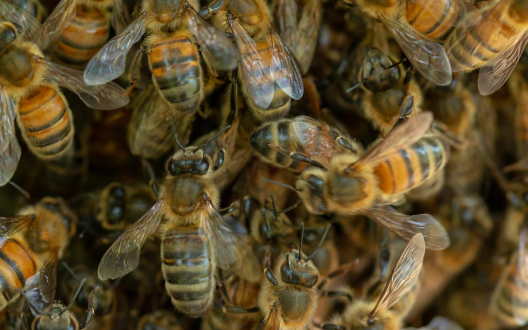Parler aux abeilles, par Martine